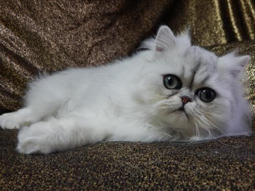 Cici, Rehomed Pet
